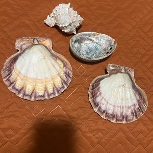 Shell Collection